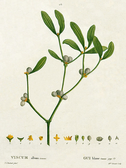 Pierre-Joseph Redouté: Viscum album commune