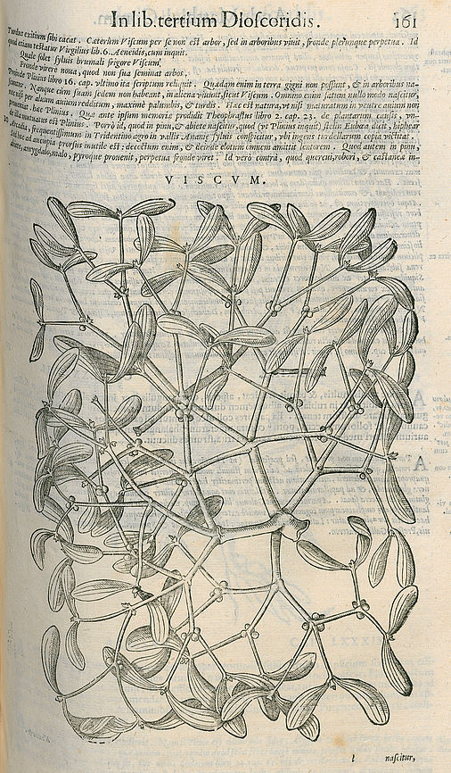 Pietro Andrea Matthioli: Commentarii in sex libros Pedacii Dioscoridis Anazarbei de medica materia